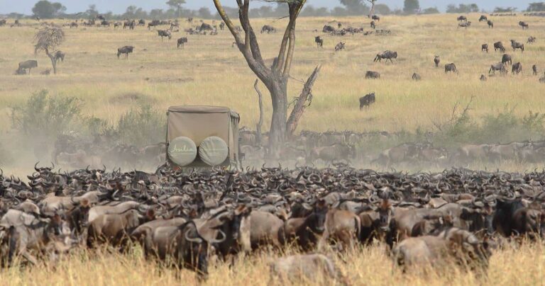 Why do zebra and wildebeest migrate together during great Migration?