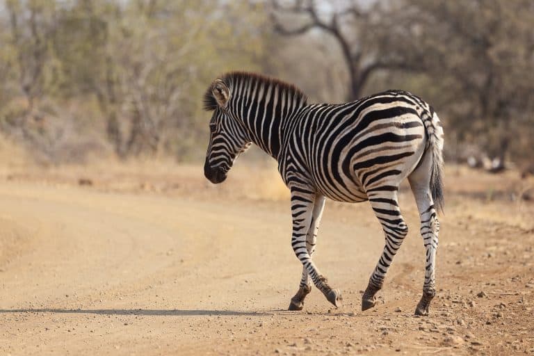 3 Days Tanzania Budget Camping Safari