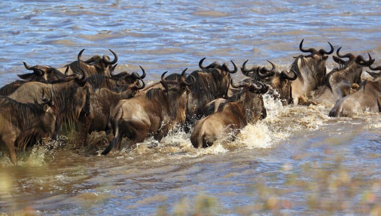 32535628638 2be6219332 k 2