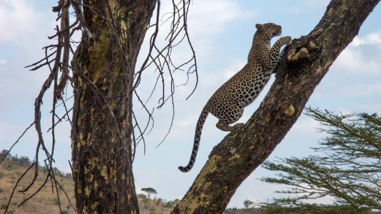 32954454062 3c5e066dcb k