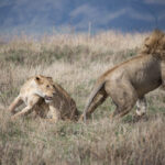 11 Days, 10 Nights Walking Safari/Trekking on Ngorongoro Highlands and Safari in Serengeti Park