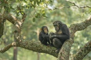 Gombe stream National Park