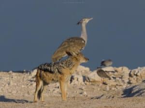 Kitulo National Park