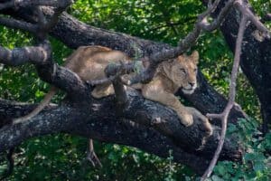 Lake Manyara national park