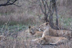 Mikumi National Park Tanzania