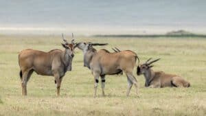 Ngorongoro conservation area