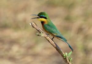 Ruaha National Park