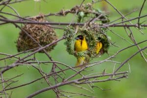 Selous Game Reserve