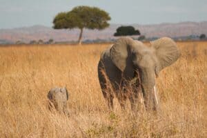 Serengeri National Park