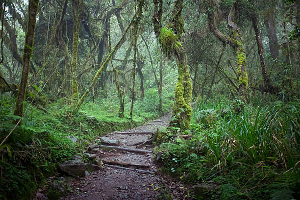 Path in jungle rainforest, Machame Route, Kilimanjaro Path in jungle rainforest, Machame Route, Kilimanjaro kilimanjaro stock pictures, royalty-free photos & images