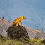 4 Days Safari to Ngorongoro and Serengeti