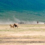 6-Days Safari to Tarangire, Ngorongoro, Serengeti Central & North