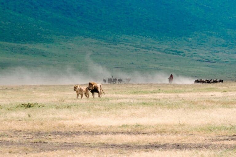 Ngorongoro Crater Maasai herding mating lion couple 1