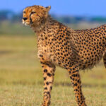 8-Days Wonders of Tanzania Safari