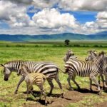 10-Day Adventure in Tanzania Safari & Zanzibar