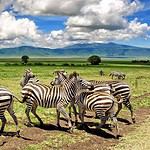 10-Day Adventure in Tanzania Safari & Zanzibar