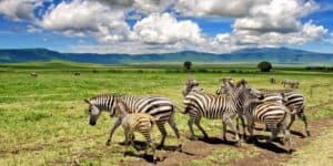 Tanzania Safari and Zanzibar tour with wildlife in Serengeti and beach in Zanzibar