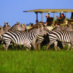 9-Days Tanzania Wildlife Safari