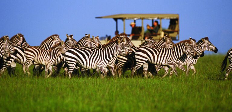 tanzania safari africa