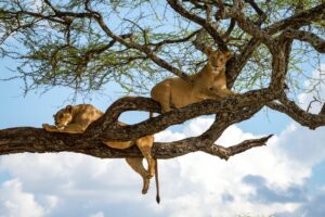 Tanzania Travel Itineraries