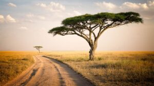 Best time to visit Tanzania for safari