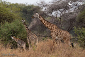 Best Time for Safari in Africa