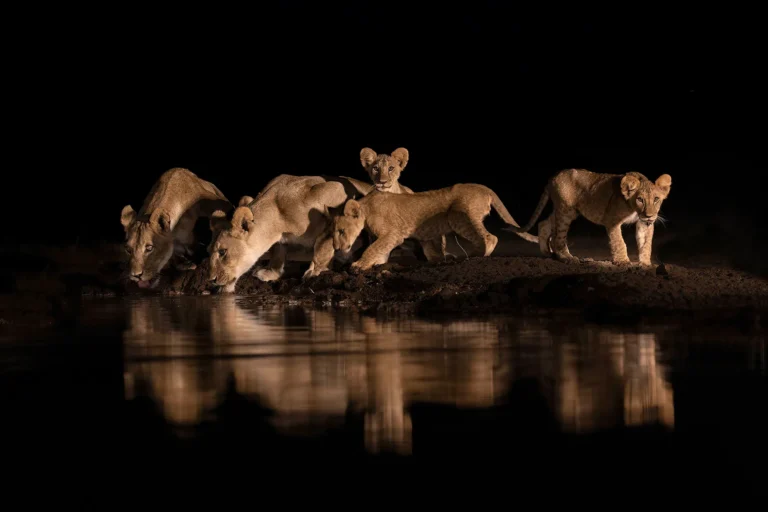 Photographing Tanzania: Tips for Capturing the Perfect Safari Shot