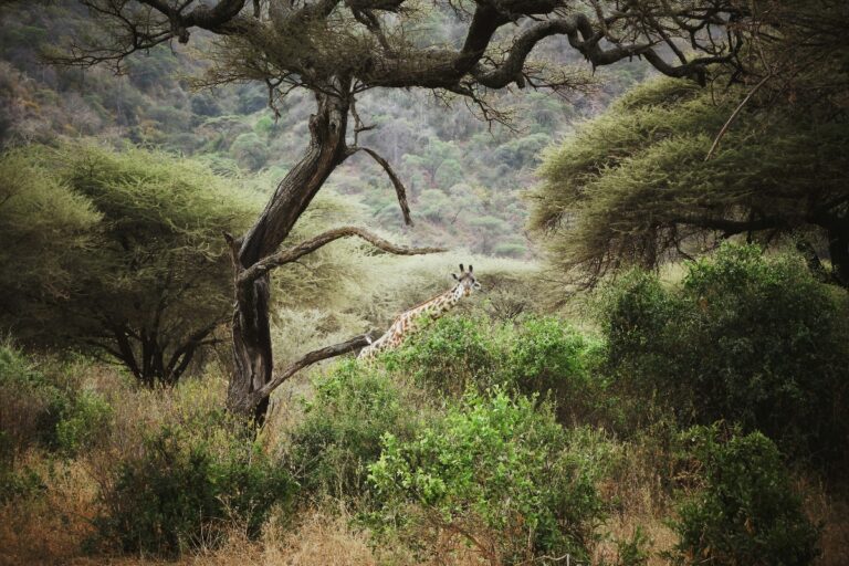 Wildlife Conservation Efforts in Tanzania: How Tourists Can Contribute