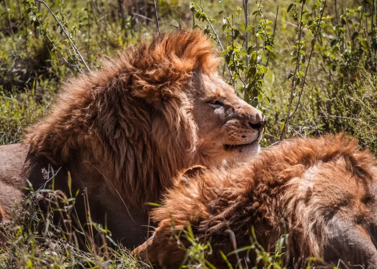 Top 5 Wildlife Safaris in Tanzania: An Unforgettable Adventure