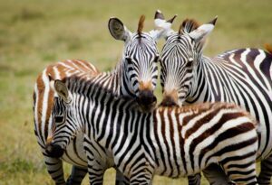 family safari lodges Tanzania