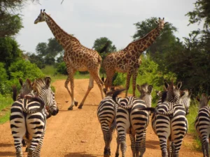 Serengeti National Parks