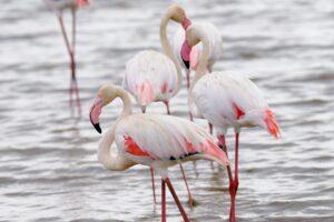 birdwatching tours Tanzania