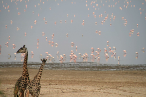 photography safari Tanzania