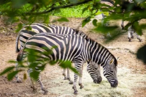 Wellness Retreats Tanzania