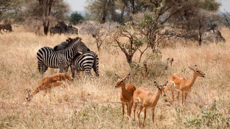 Eco Safari Lodges in Tanzania: Sustainable Travel Insights