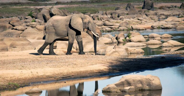 Starry Nights: Stargazing & Astronomy Safaris in Tanzania
