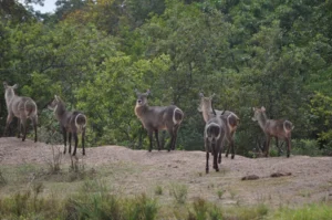 Selous canoe safari Tanzania