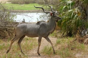 Ruaha walking safari