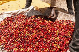 coffee farm safari Tanzania
