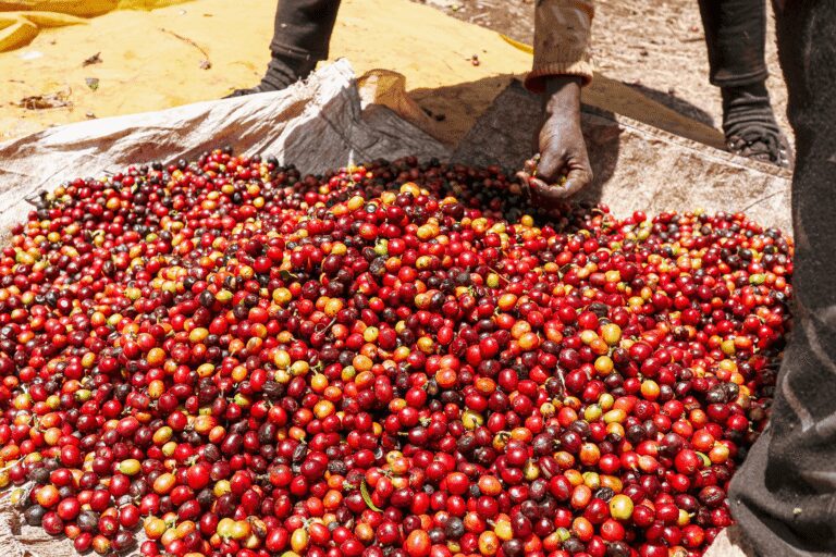 Coffee & Safari Combo: From Farm to Wildlife Adventure