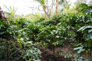 coffee mindfulness Tanzania