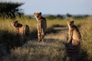 Tanzania Camping Safari