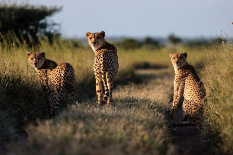 Tanzania Camping Safari: Affordable Adventures in the Wild