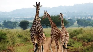 wildlife safaris Tanzania