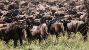 Serengeti National Park