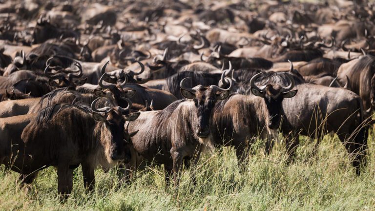 Serengeti National Park: The Ultimate Safari Experience