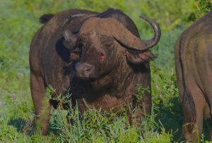 Tanzania Tour Operators