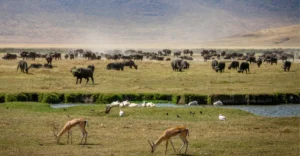 Tanzania Luxury Safaris