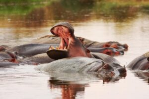 best tour operator in Tanzania